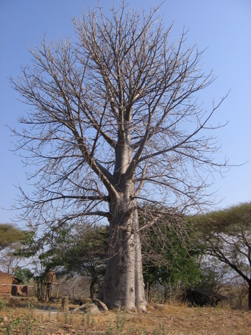 The Baobab tree