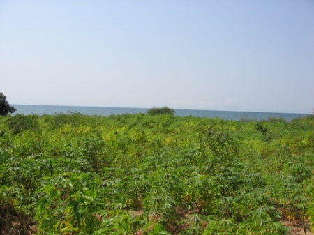 Cassava fields by the lake